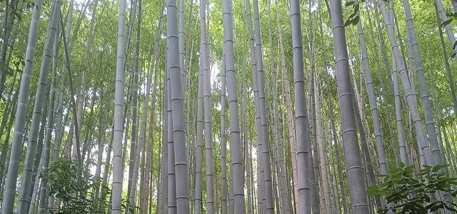 arashiyama